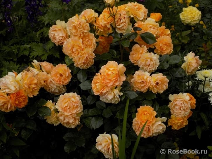 Фото 3