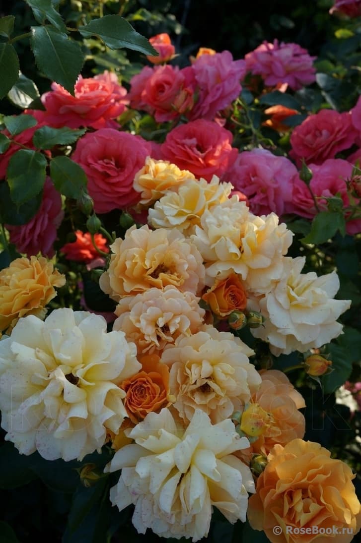 Фото 4