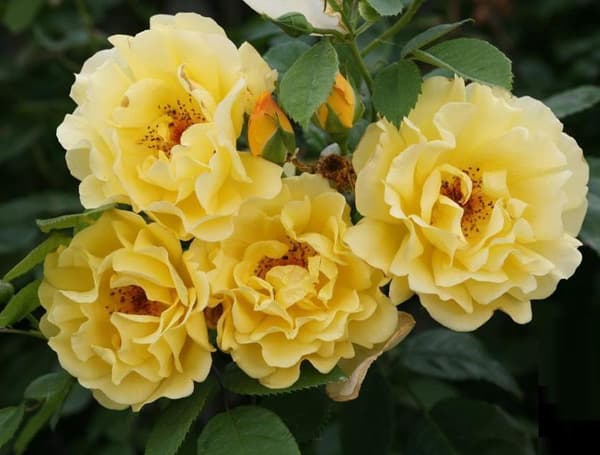 Фото 2