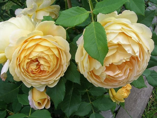 Фото 2