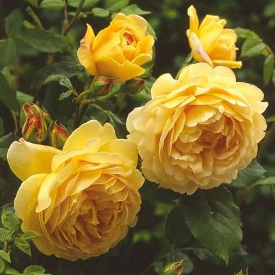 Фото 4