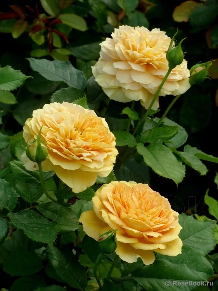 Голден Зест (Golden Zest) Dr. Keith W. Zary США 2005