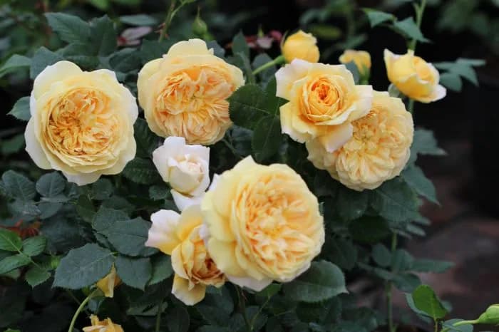 Фото 3