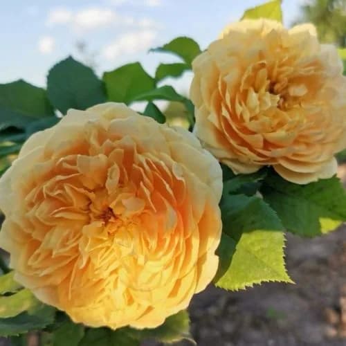 Фото 4