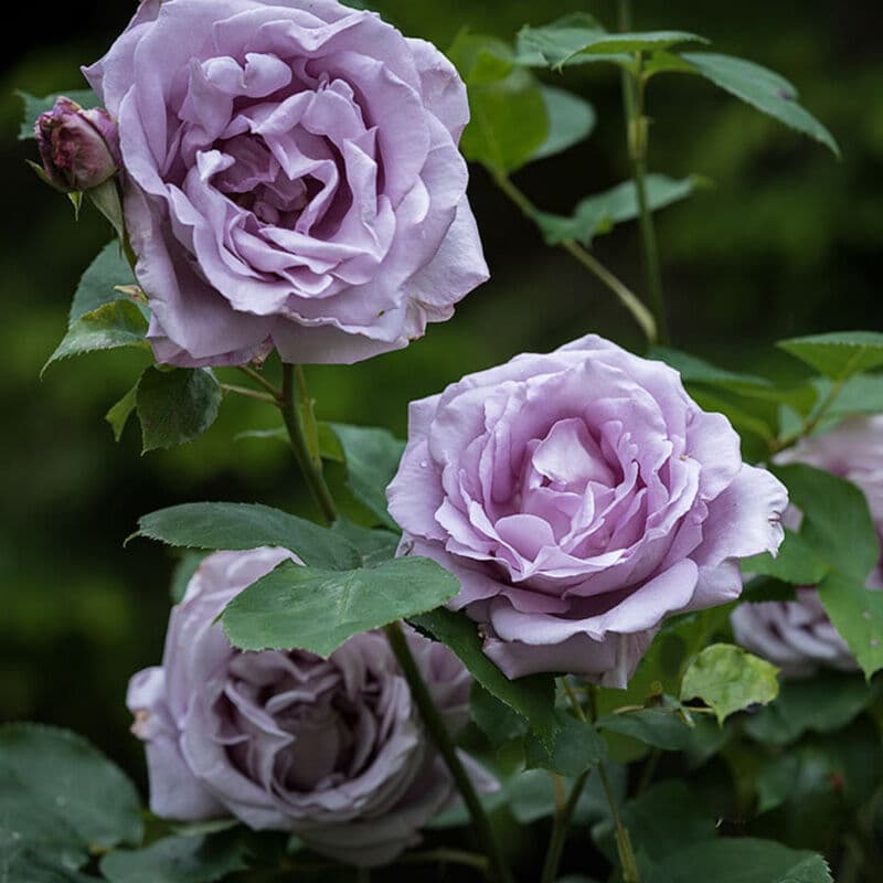 Фото 2