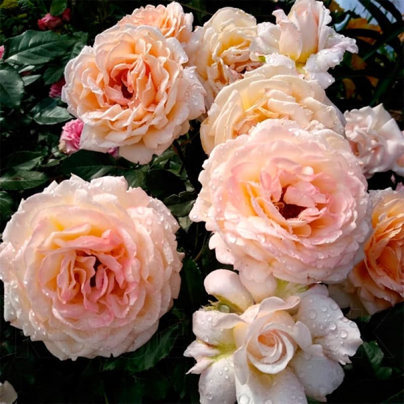 Фото 2