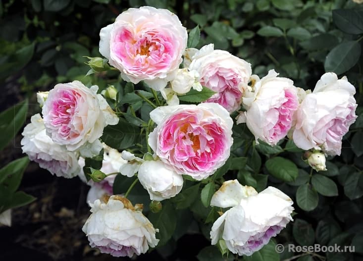 Фото 2