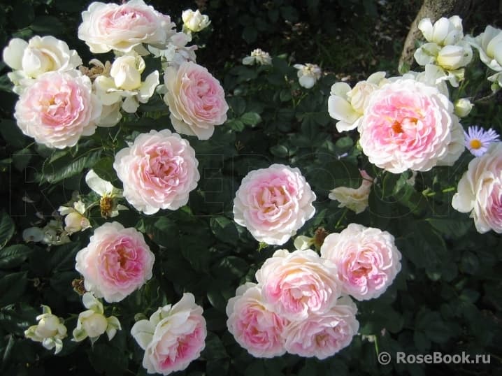Фото 3