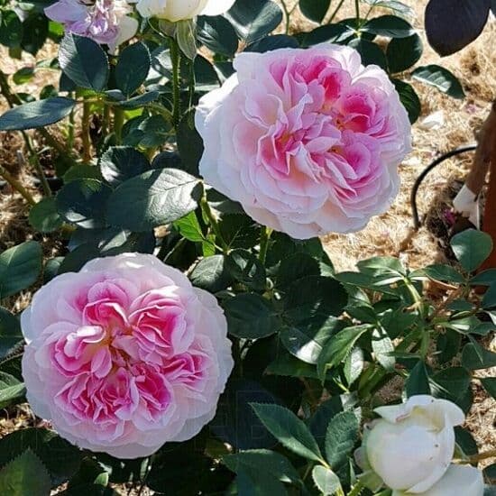 Фото 4