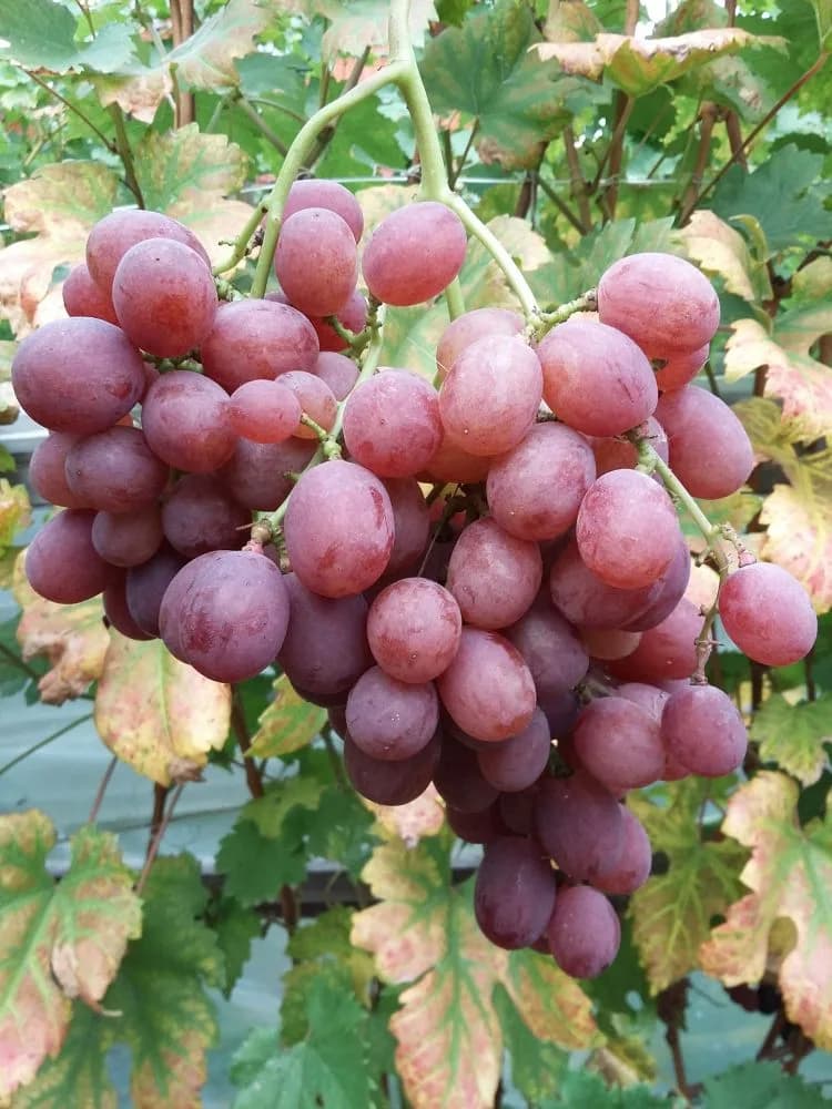 Гурман Лакомка (столовый)