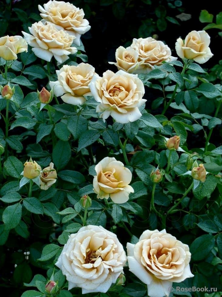 Фото 3