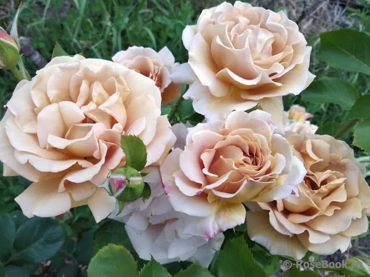 Фото 4
