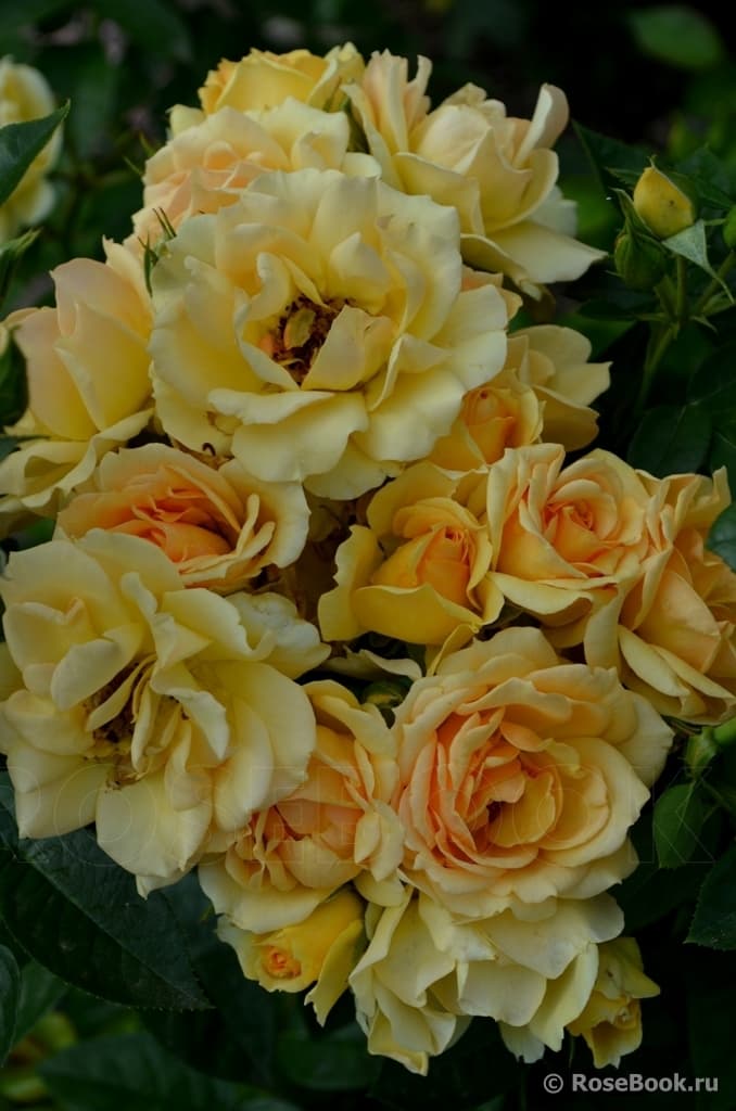 Фото 2
