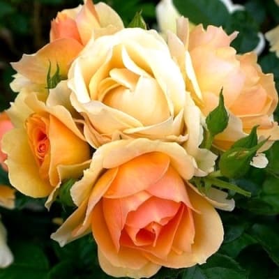 Фото 3