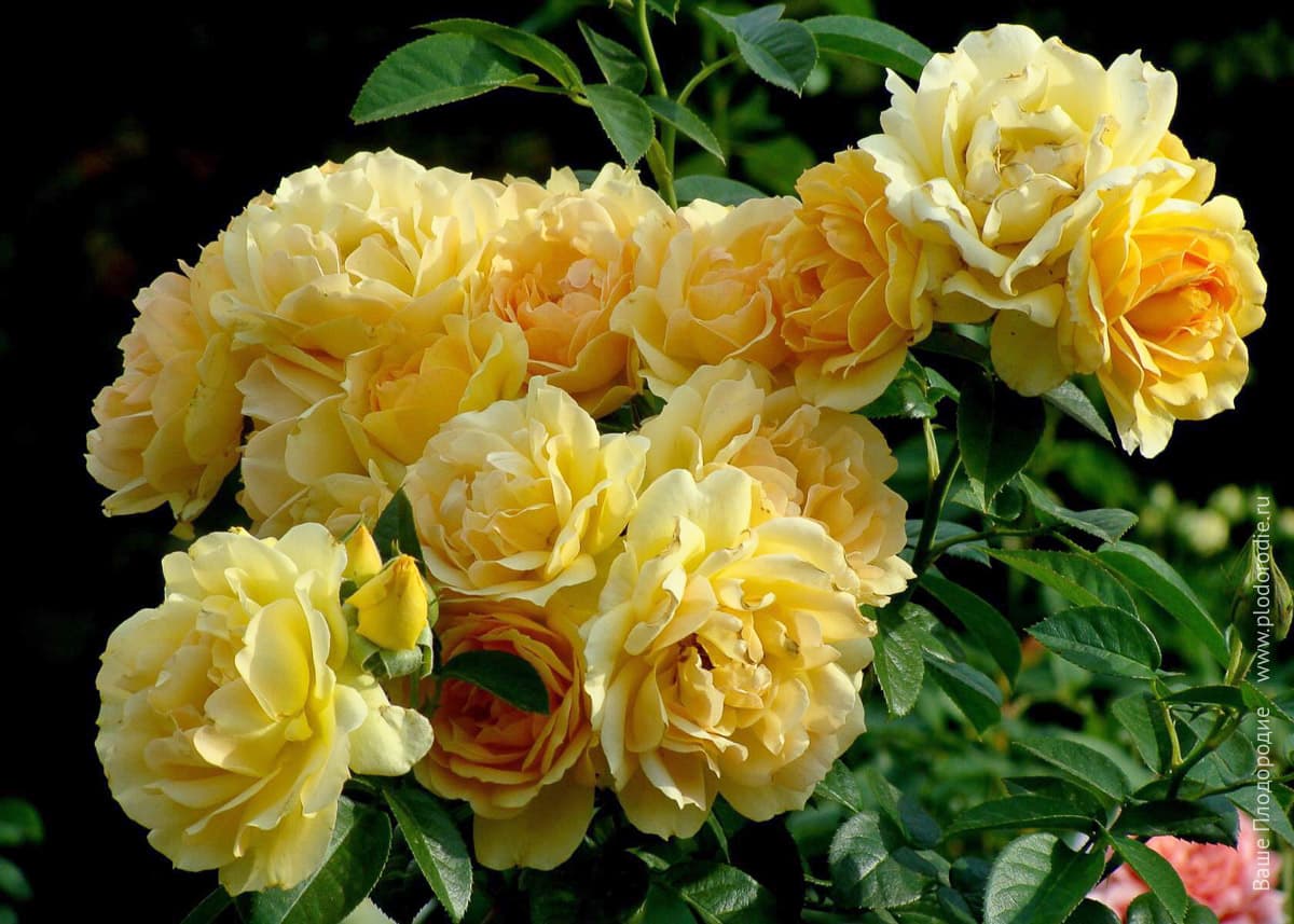 Фото 4