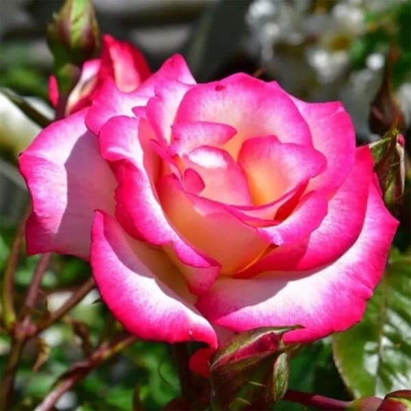 Фото 2