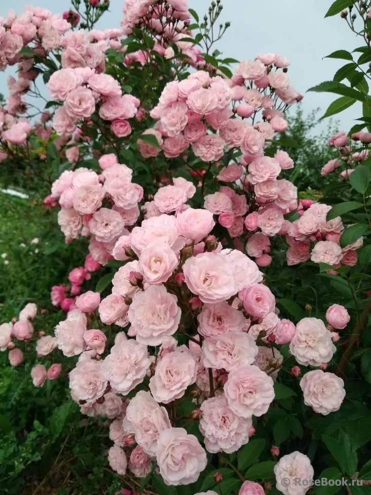 Фото 2