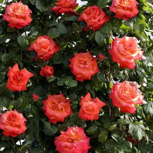 Фото 4