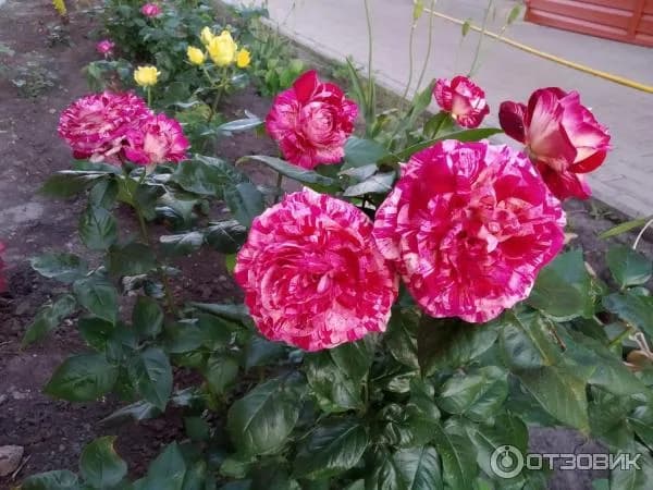 Фото 4