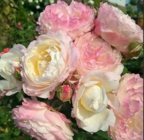 Фото 2