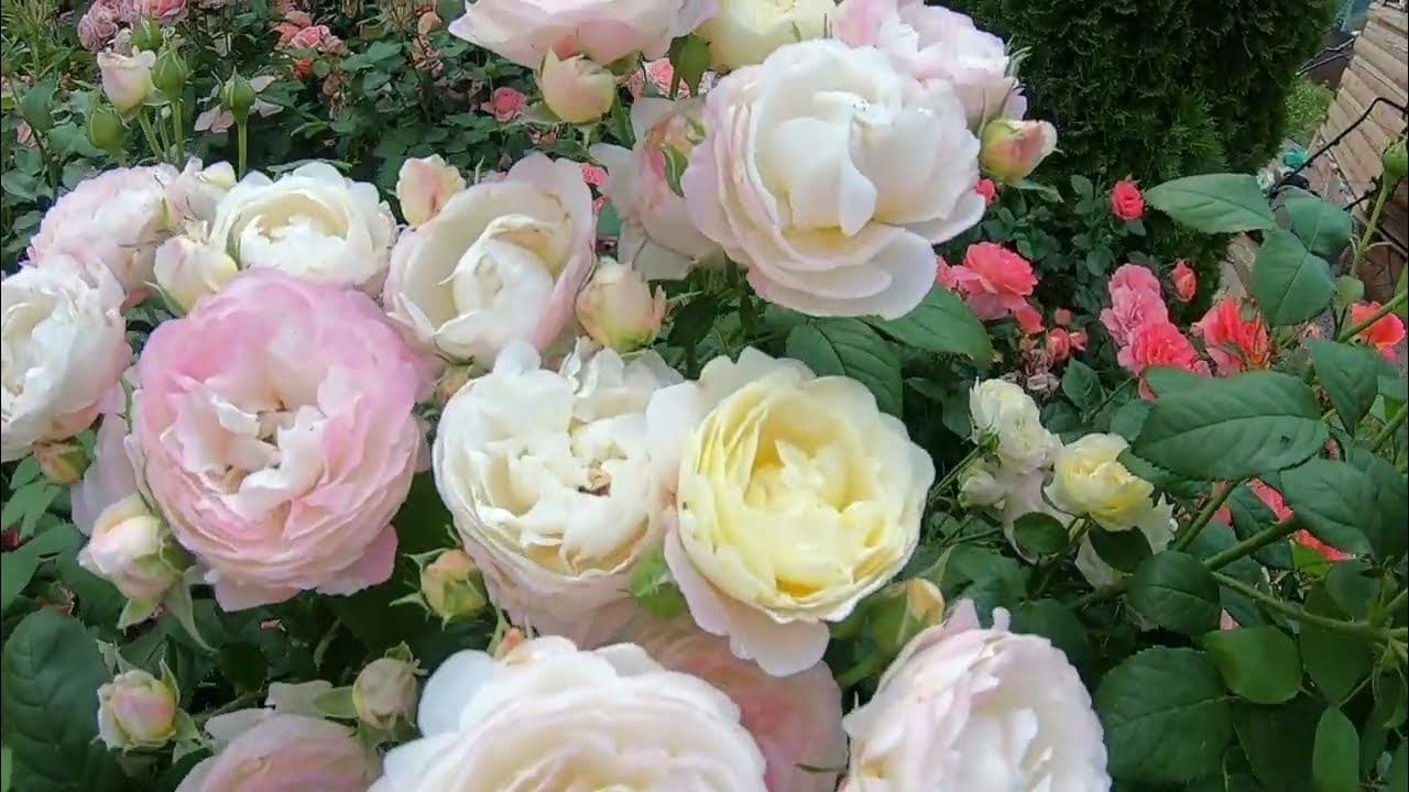 Фото 3