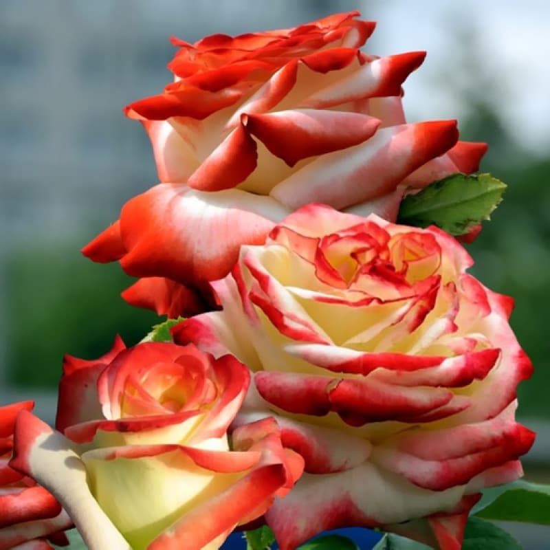 Фото 2