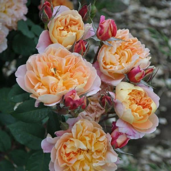 Фото 3
