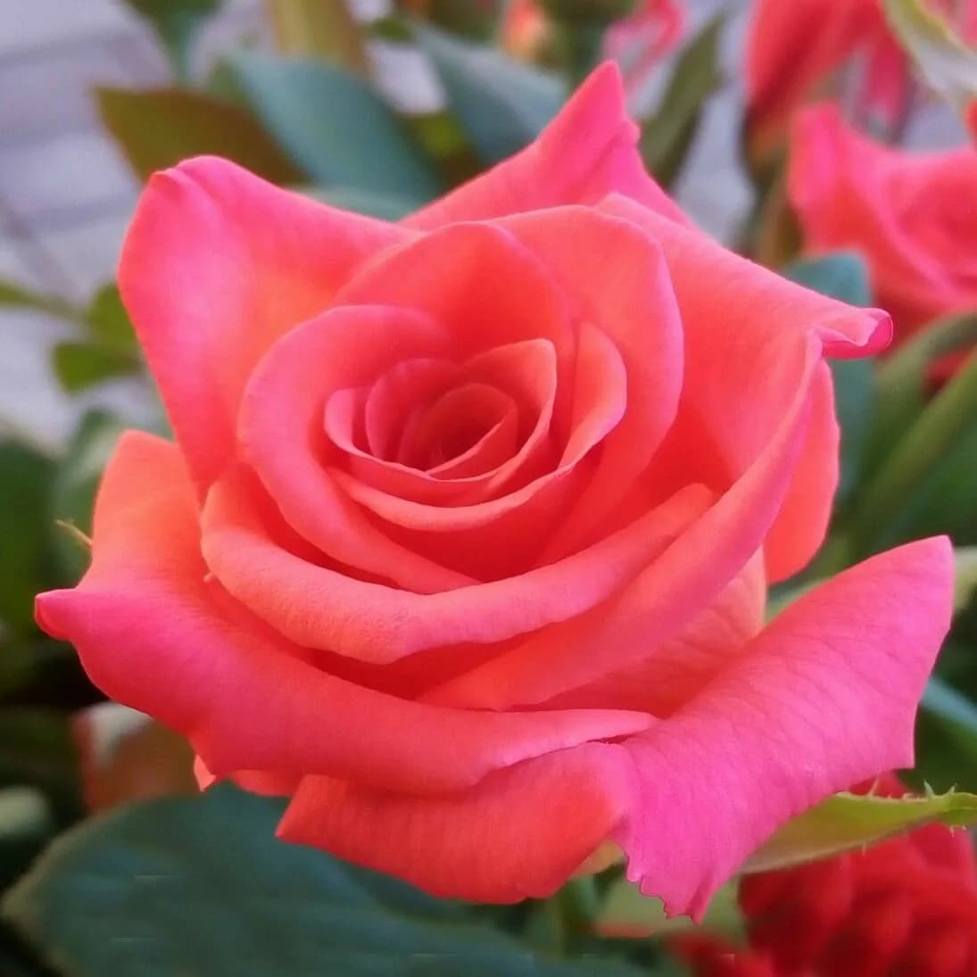 Фото 2