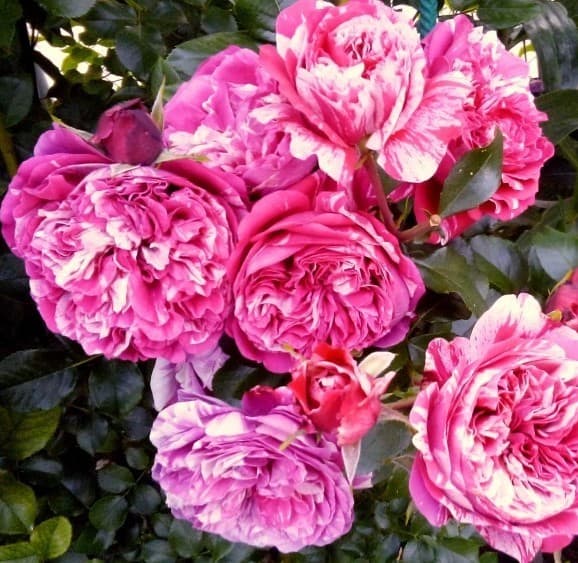 Фото 4