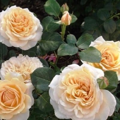 Фото 3