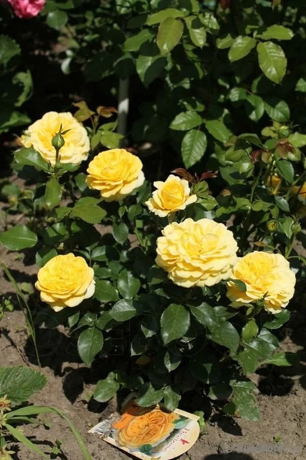 Фото 4