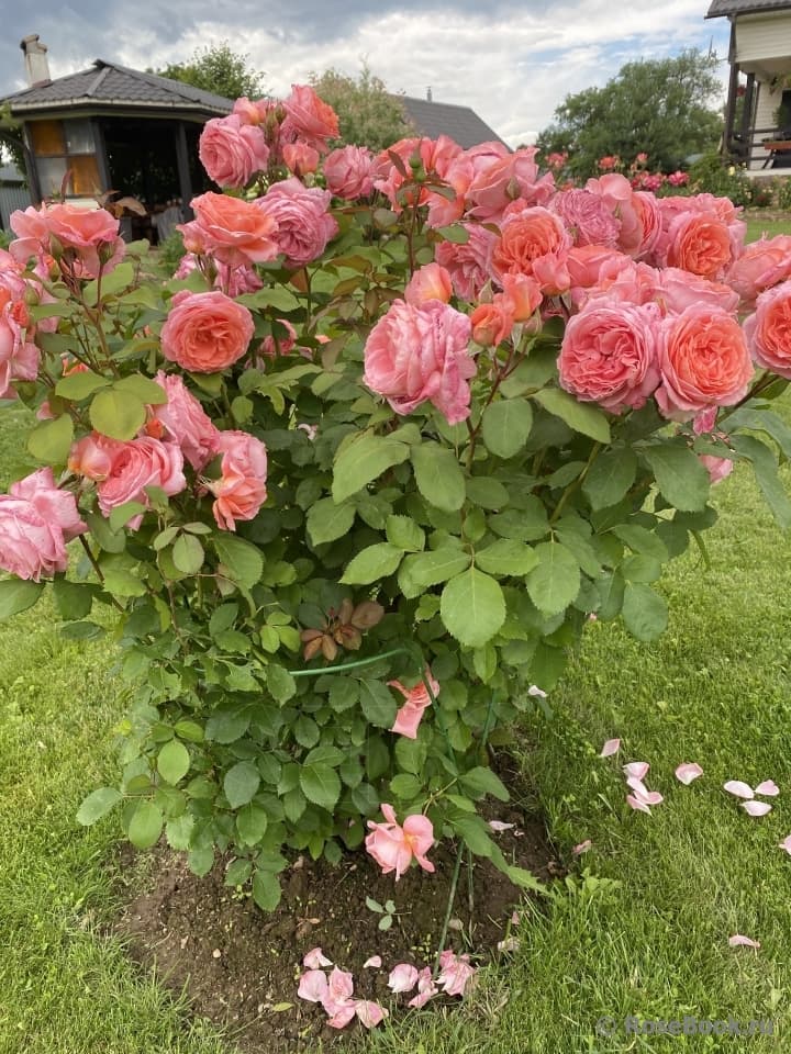 Фото 2