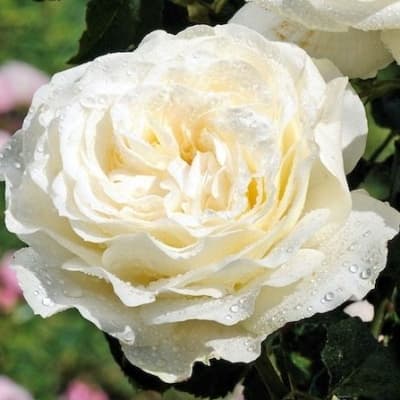 Фото 3