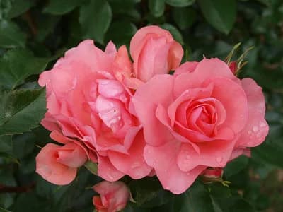 Фото 2