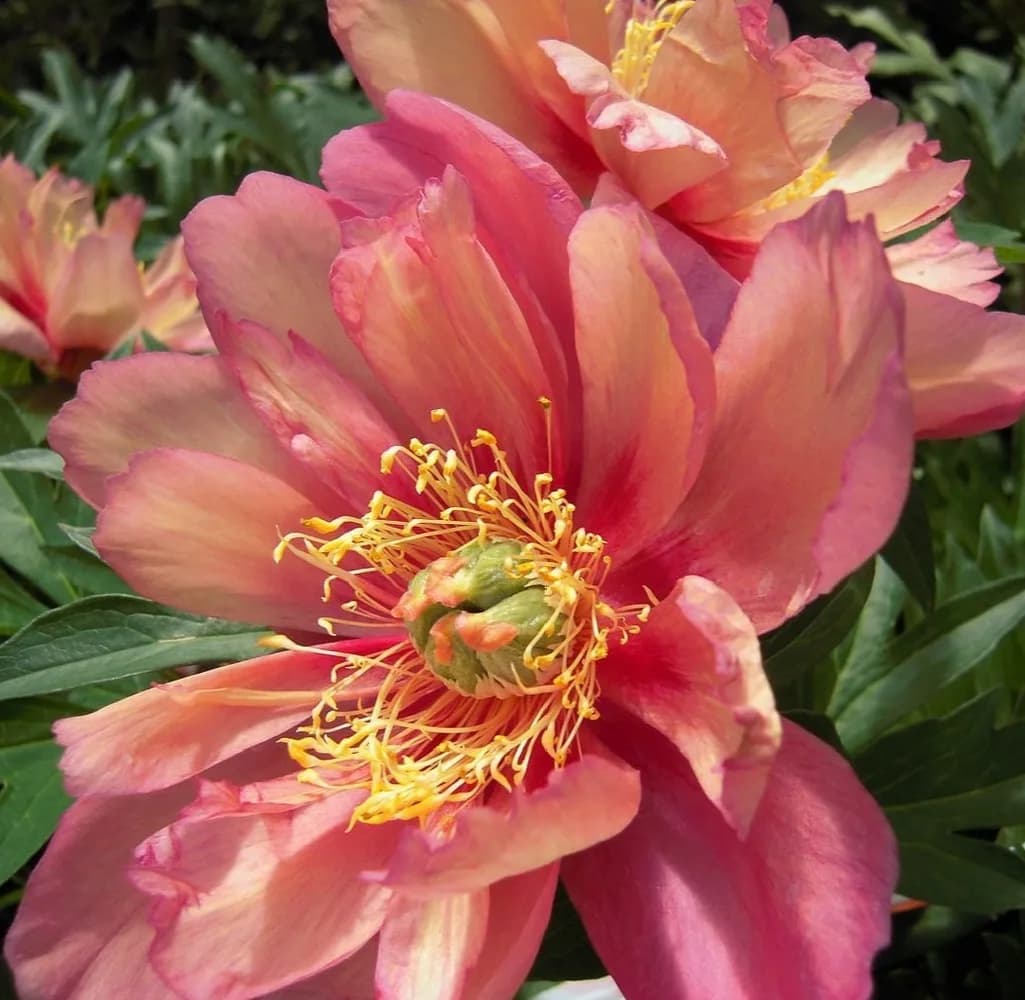 Фото 2
