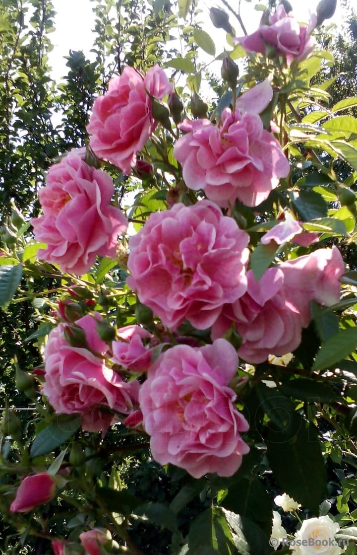 Фото 3