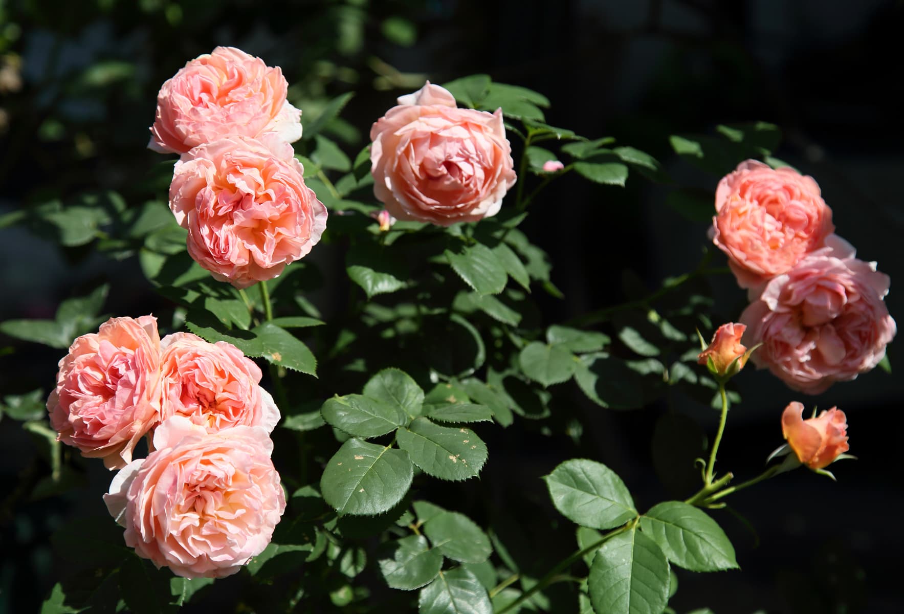 Фото 2
