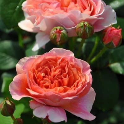 Фото 3