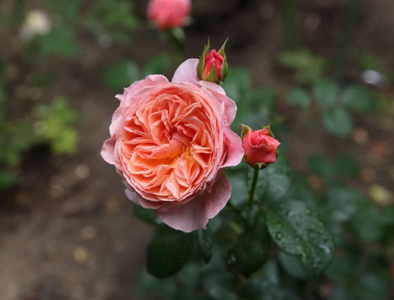 Фото 4