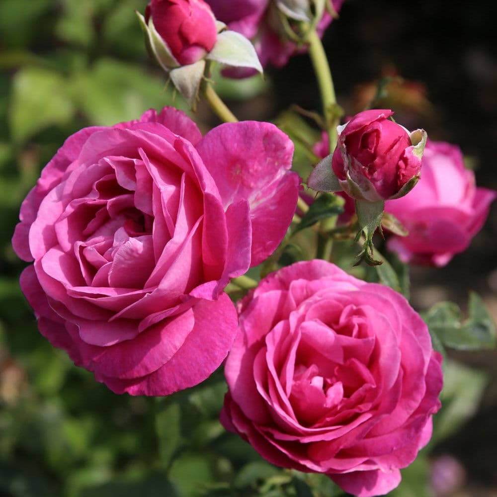 Фото 2