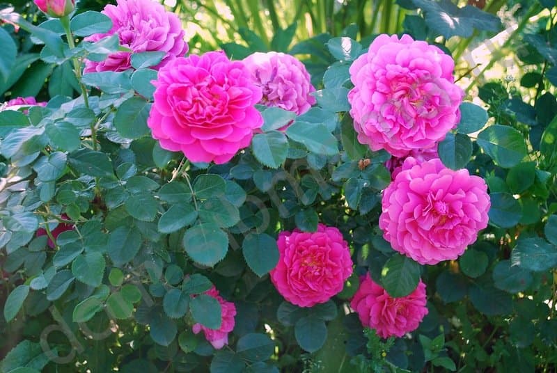 Фото 3