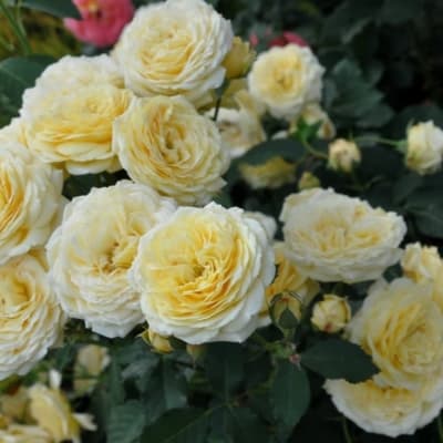 Фото 2