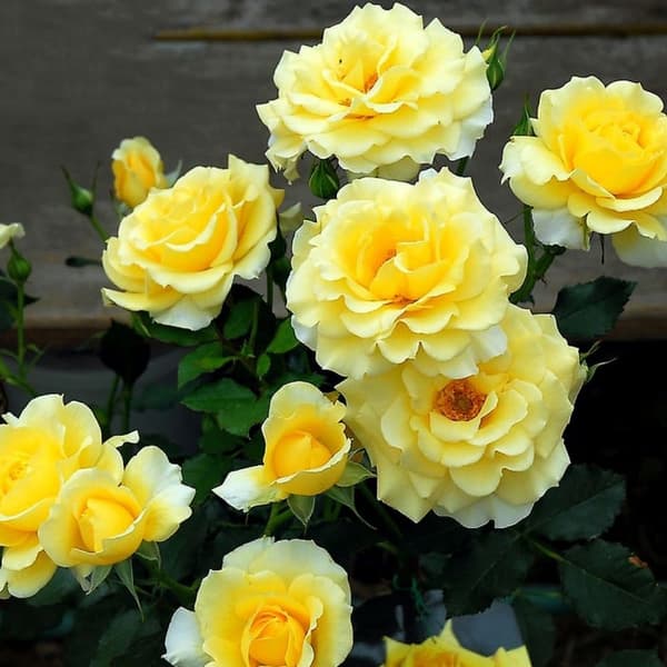 Фото 2
