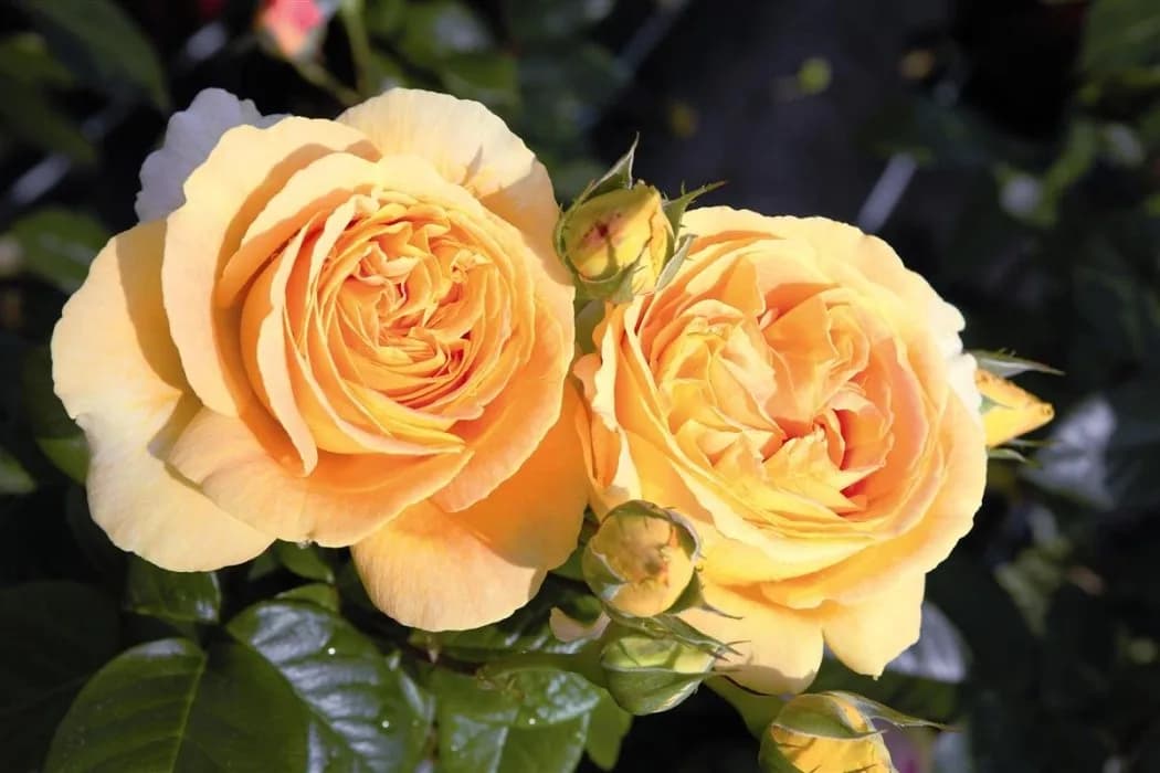 Фото 3
