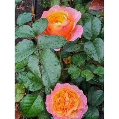 Фото 4