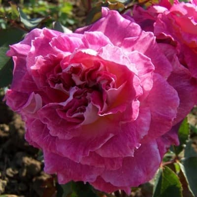 Фото 3