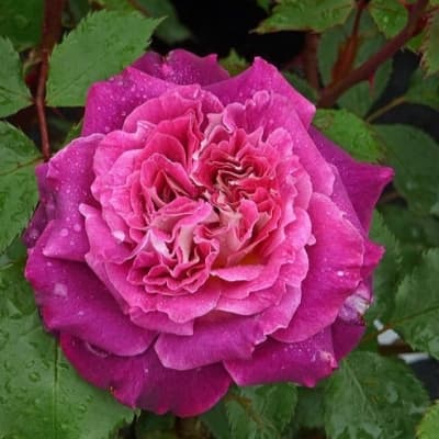 Фото 4