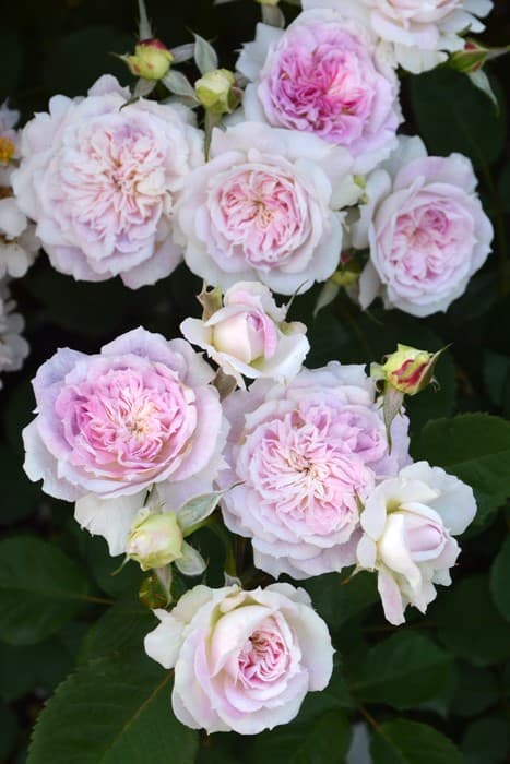 Фото 2