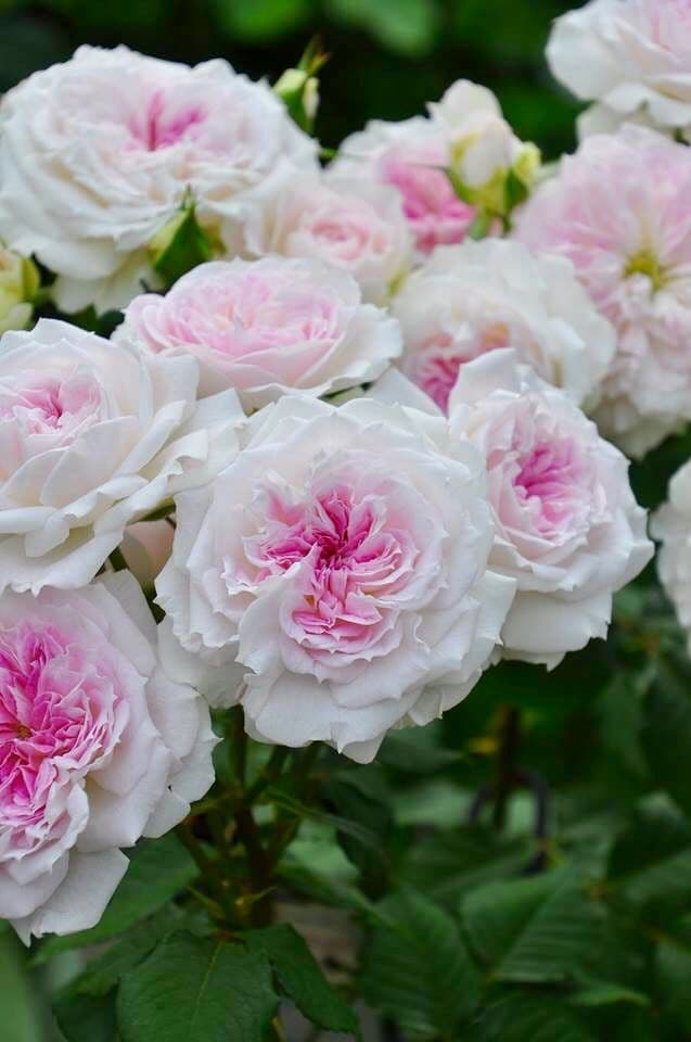 Фото 4