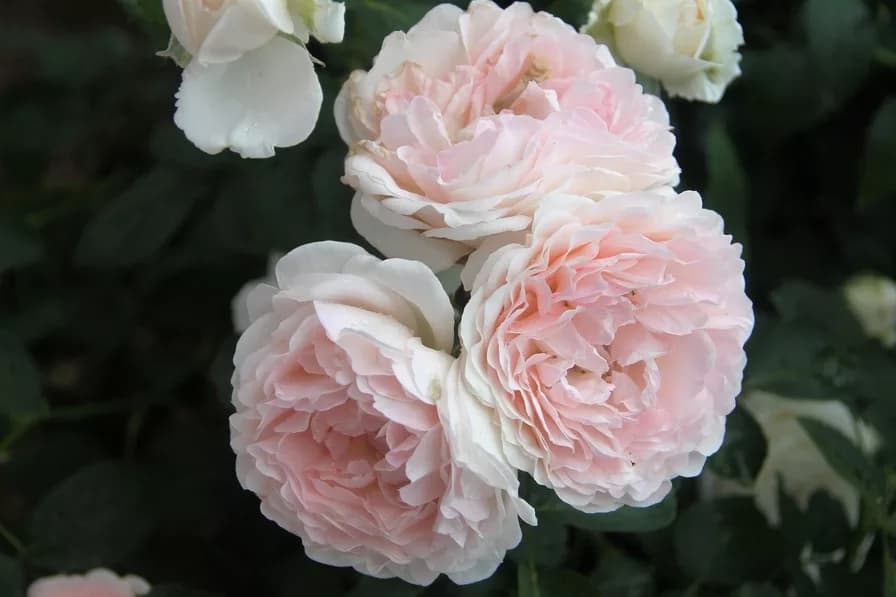Фото 2